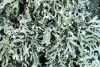 Anaptychia ciliaris